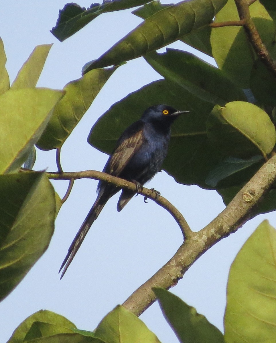 Narrow-tailed Starling - Phil Gregory | Sicklebill Safaris | www.birder.travel