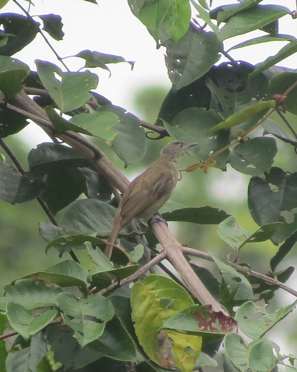 Plain Honeyeater - Phil Gregory | Sicklebill Safaris | www.birder.travel