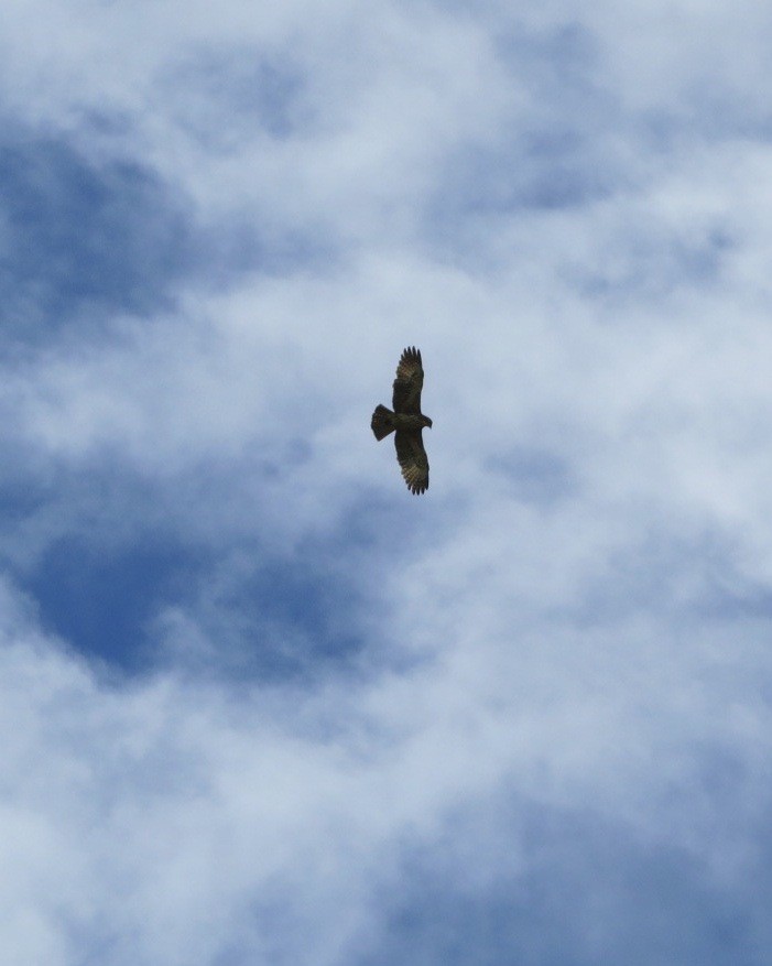 Pygmy Eagle - ML205775761