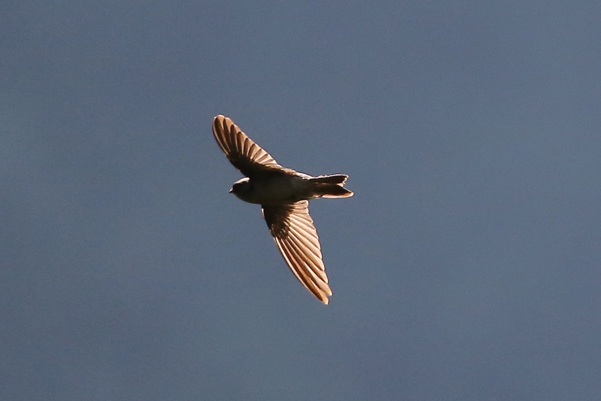 Mariana Swiftlet - Michael Walther