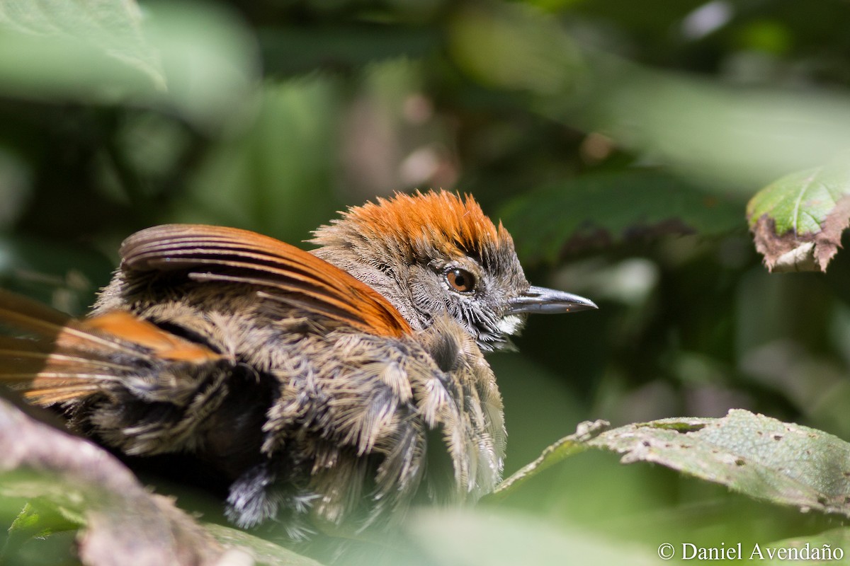 Azara's Spinetail - Daniel Avendaño