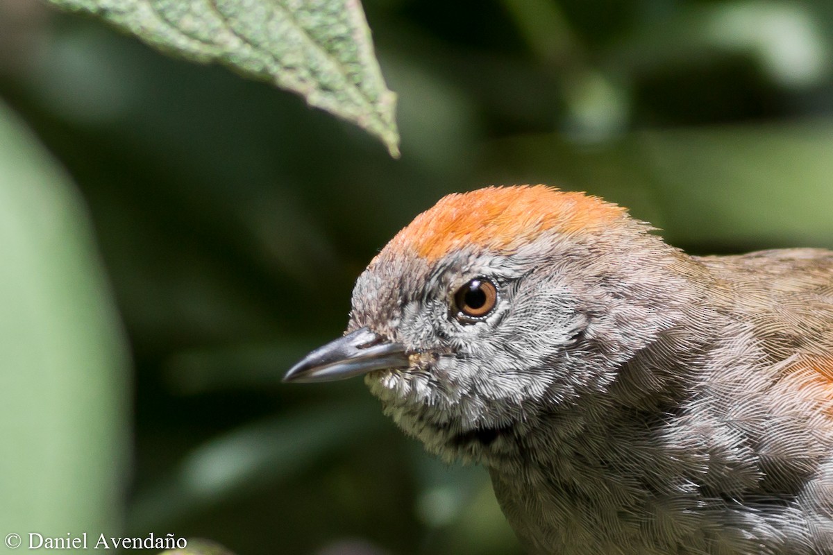 Azara's Spinetail - ML205775931