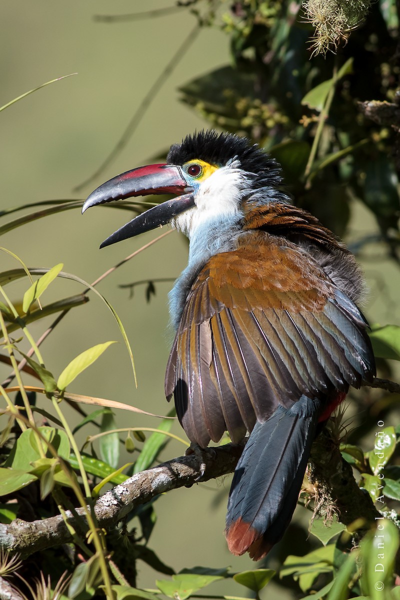 Black-billed Mountain-Toucan - ML205776211