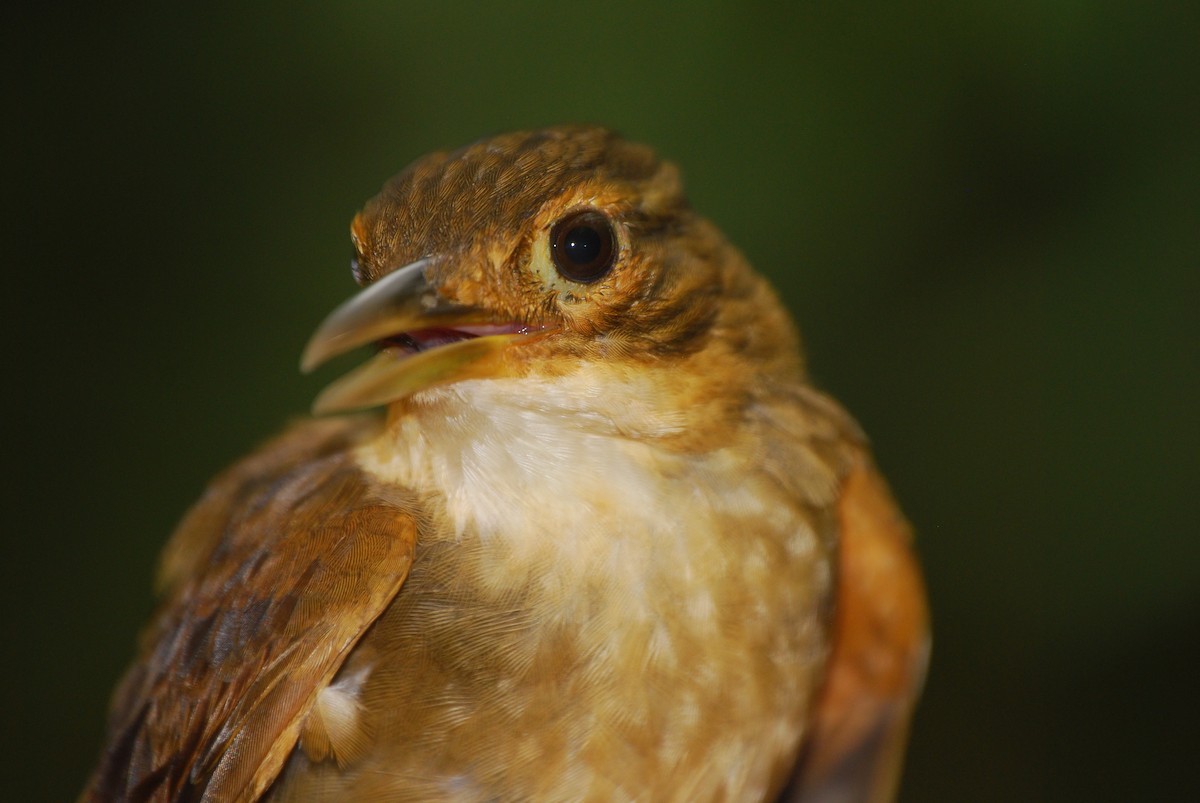 Ochre-throated Foliage-gleaner (pallidigularis) - Agustin Carrasco