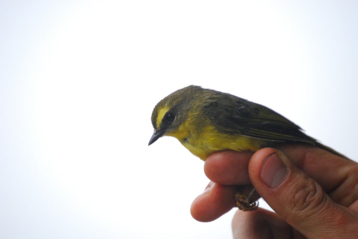 Citrine Warbler (Northern) - ML205776471