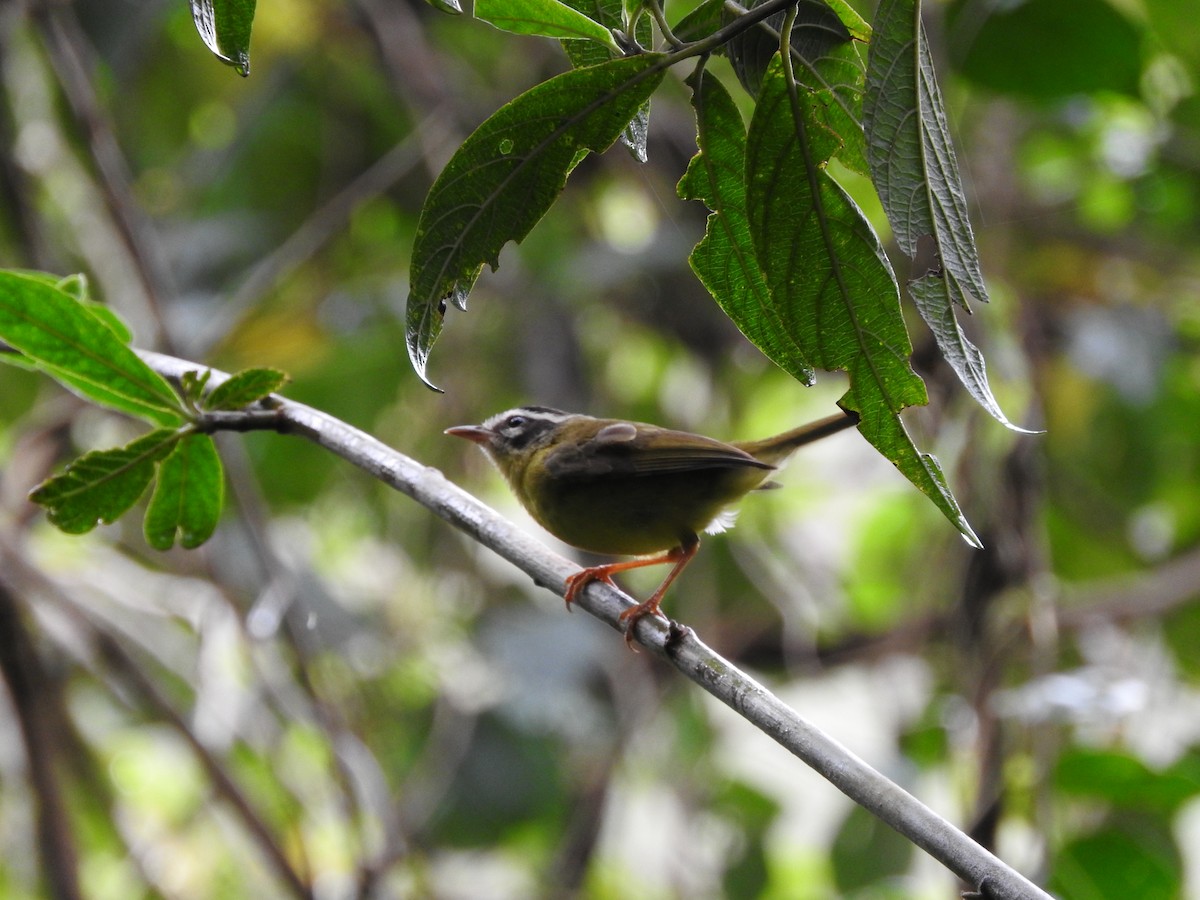 Three-striped Warbler (Three-striped) - ML205776531