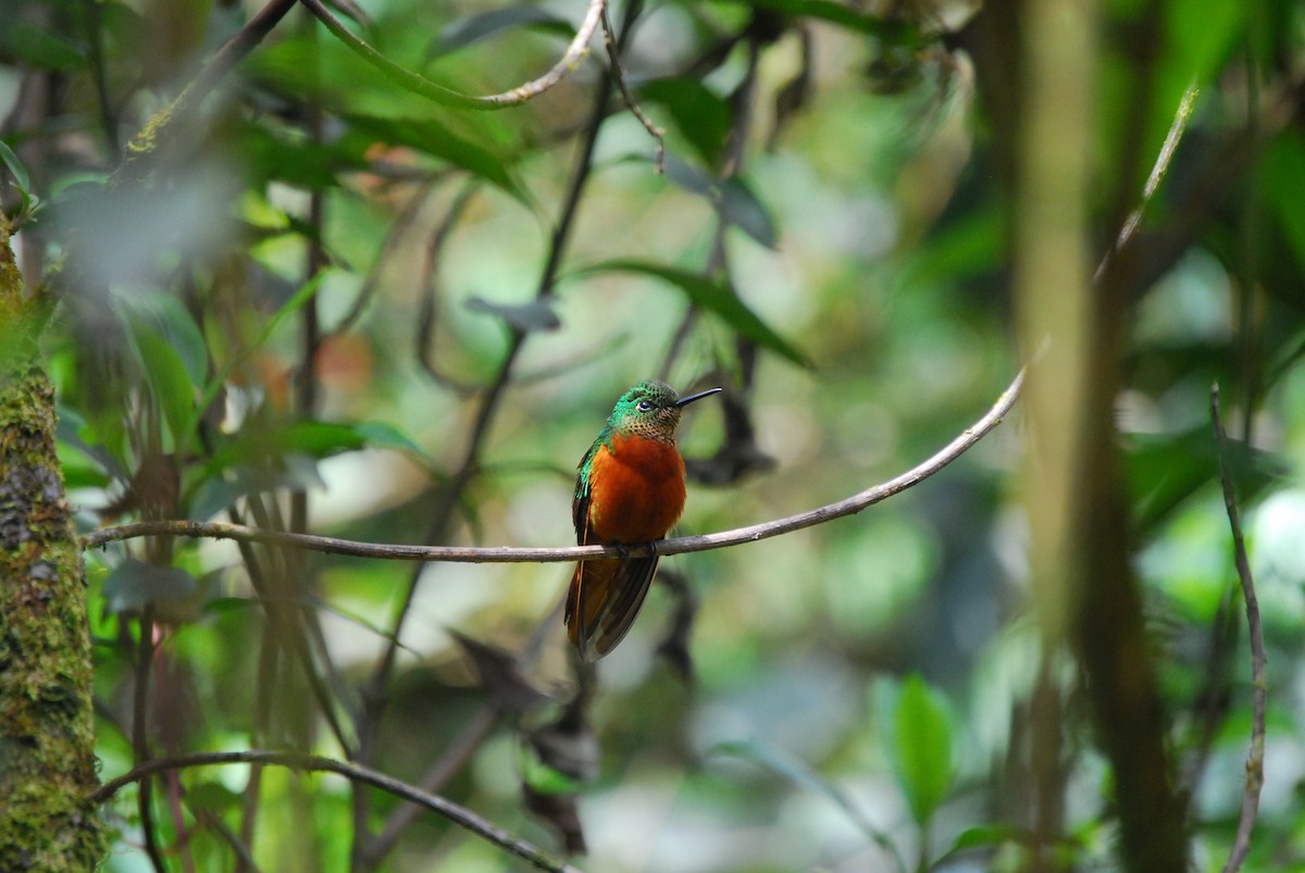 Chestnut-breasted Coronet - ML205776551