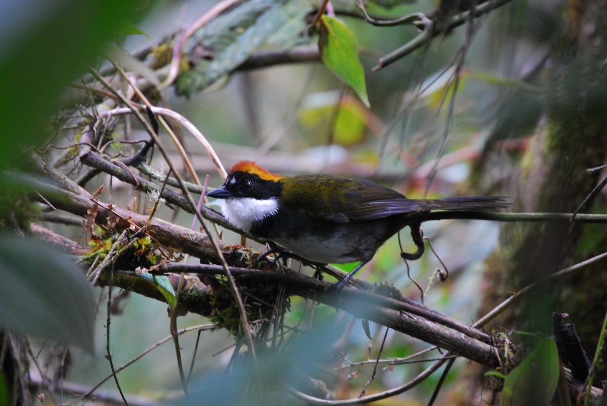 Chestnut-capped Brushfinch (Chestnut-capped) - Agustin Carrasco