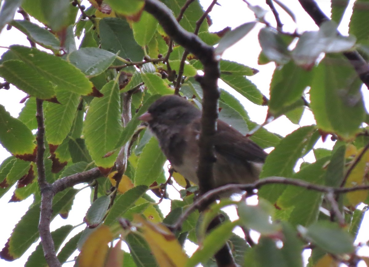 Dark-eyed Junco (Oregon) - ML20577661