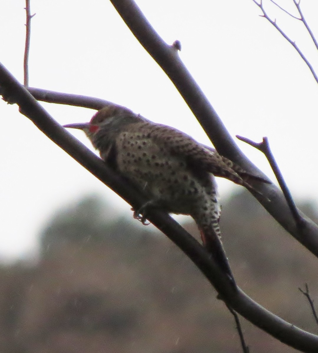 Northern Flicker - ML20577671