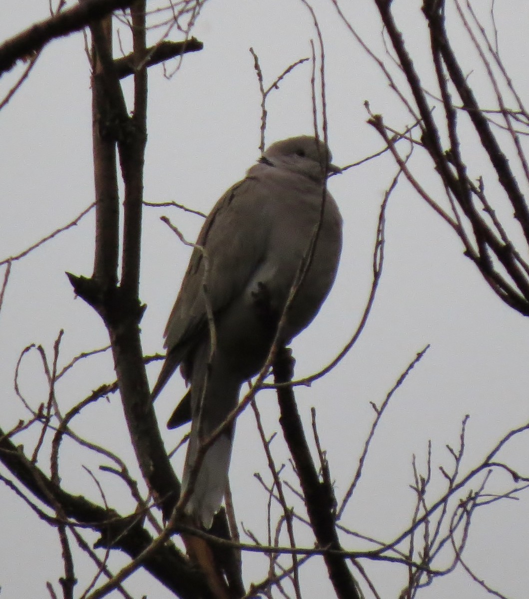 Usapal turkiarra - ML20577681