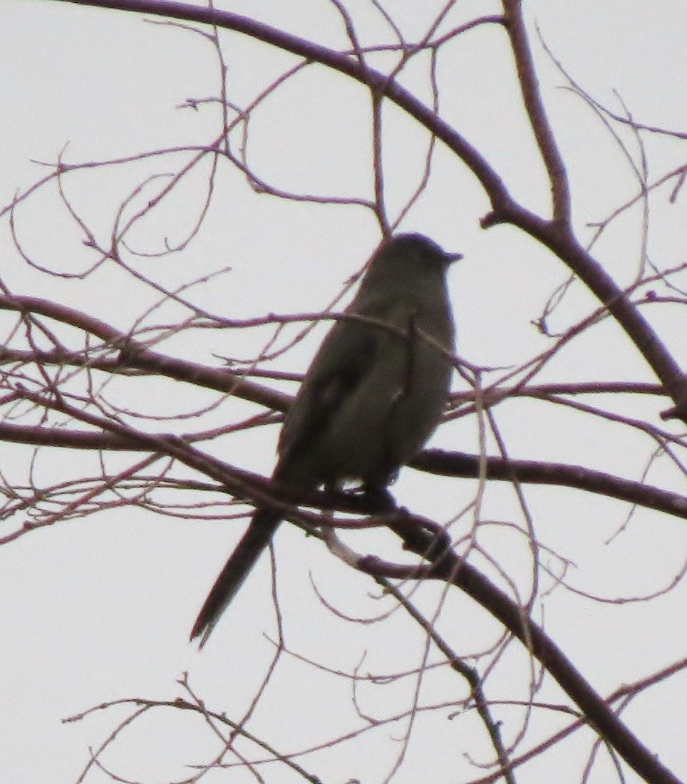 Townsend's Solitaire - ML20577721