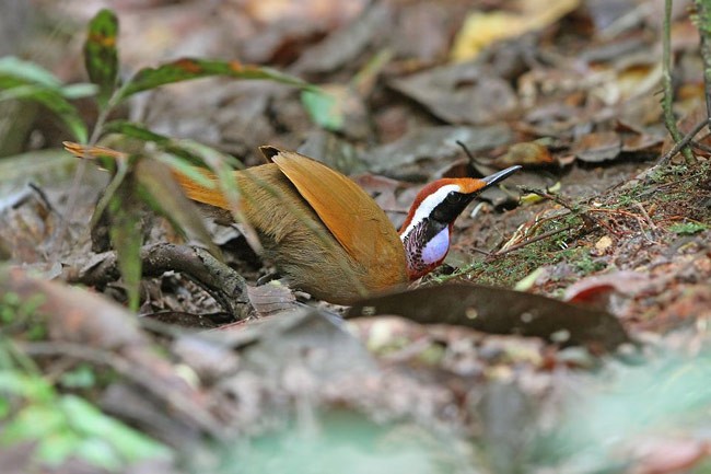 Malaysian Rail-babbler - ML205777241