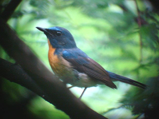 Chinese Blue Flycatcher - ML205777401