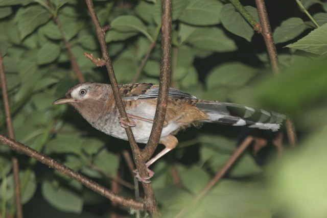Barred Laughingthrush - ML205777421