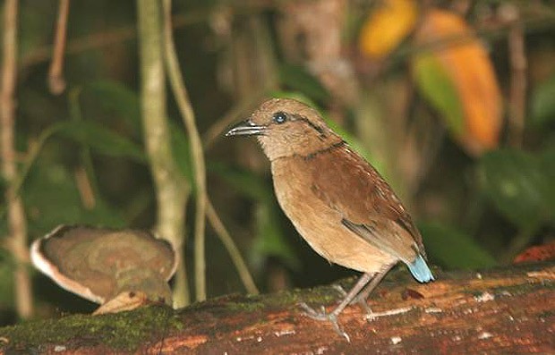 Giant Pitta - James Eaton