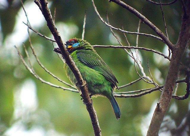 Bornean Barbet - James Eaton
