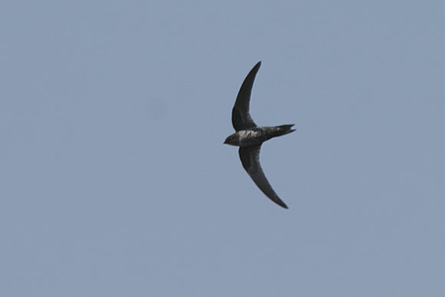 Dark-rumped Swift - James Eaton