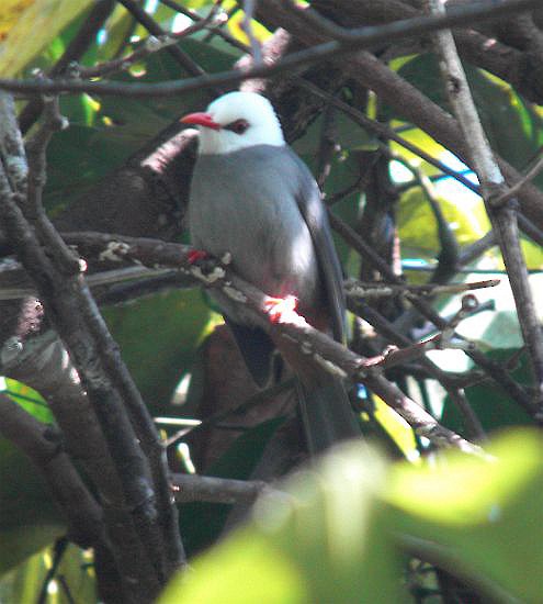 Bulbul à tête blanche - ML205777701