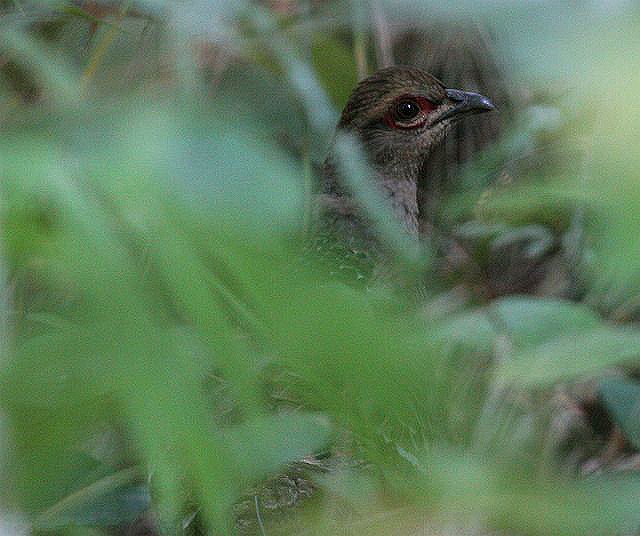 Mrs. Hume's Pheasant - James Eaton