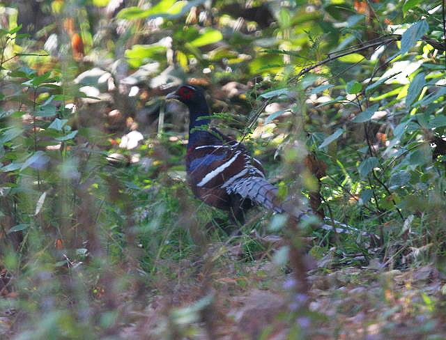 Mrs. Hume's Pheasant - ML205777731