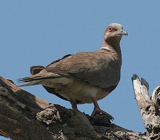 Sunda Collared-Dove - James Eaton