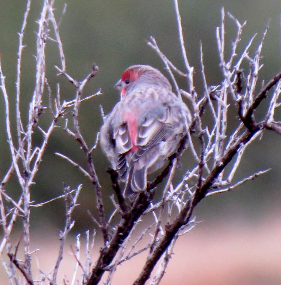House Finch - ML20577791