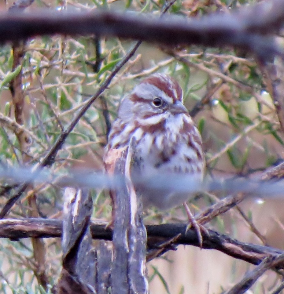 Song Sparrow - ML20577801