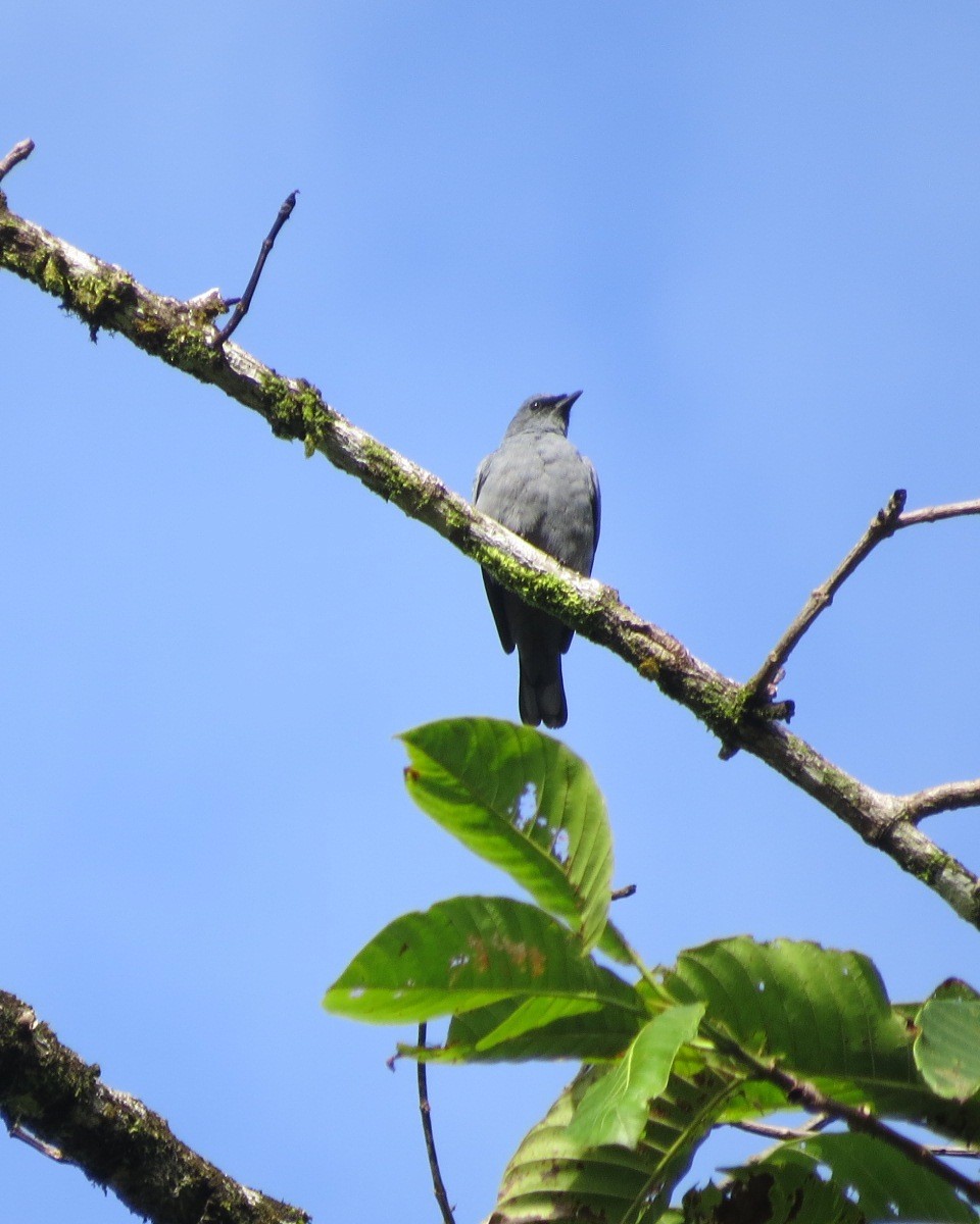 Gray-headed Cicadabird - ML205778031