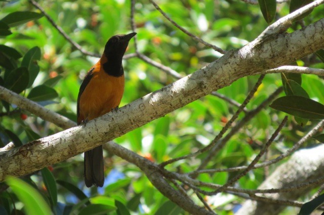 Hooded Pitohui - Phil Gregory | Sicklebill Safaris | www.birder.travel