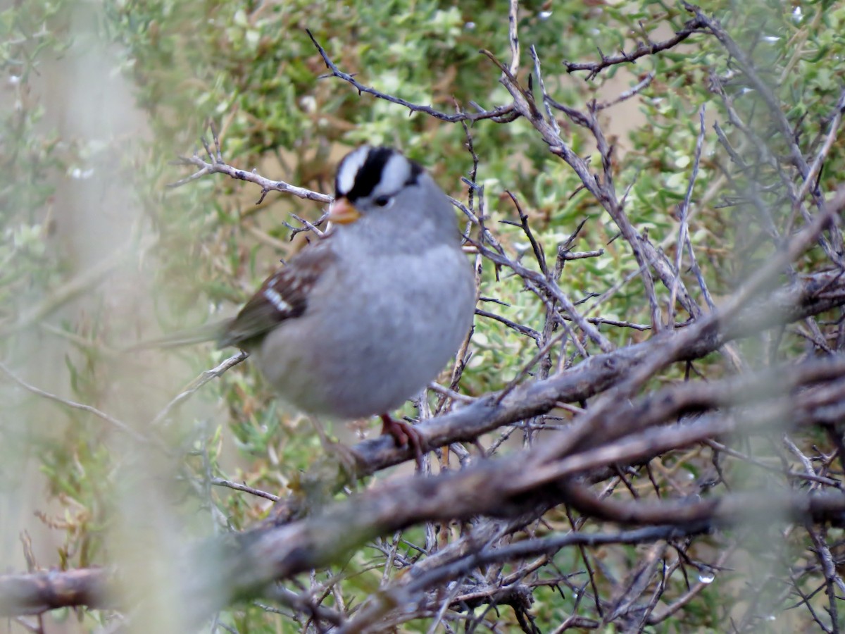 White-crowned Sparrow (Gambel's) - ML20577831