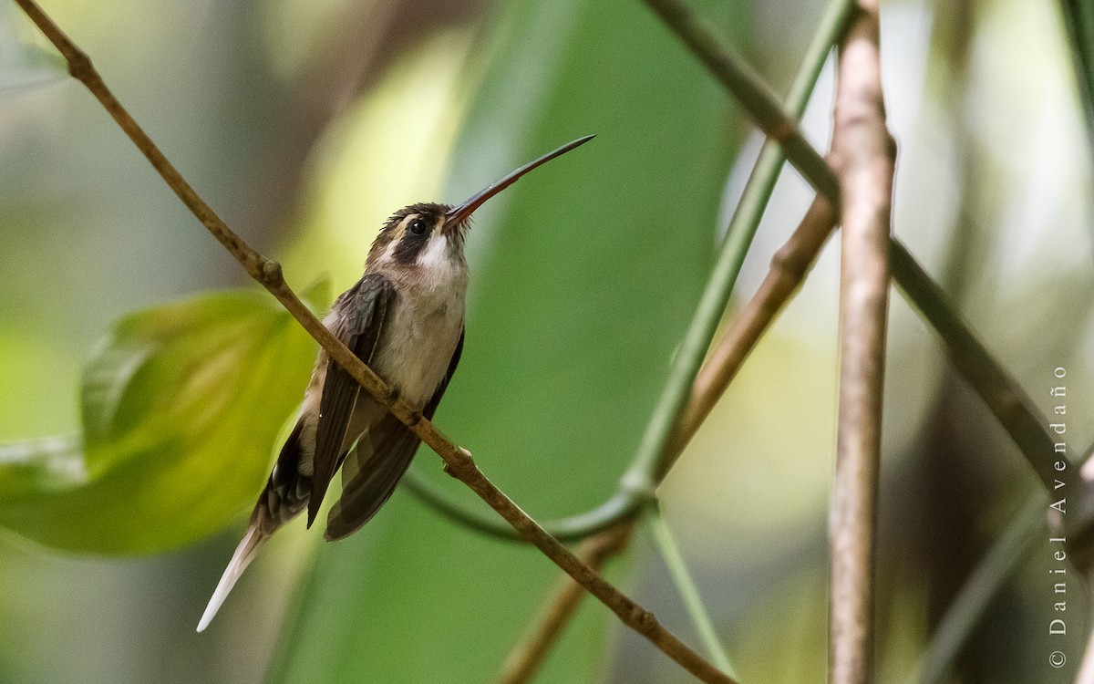 Pale-bellied Hermit - ML205778401