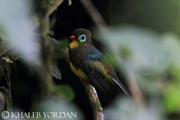 Sumatran Trogon - ML205778711