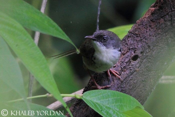 Hill Prinia - Khaleb Yordan