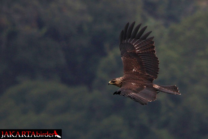 Águila Milana - ML205778861