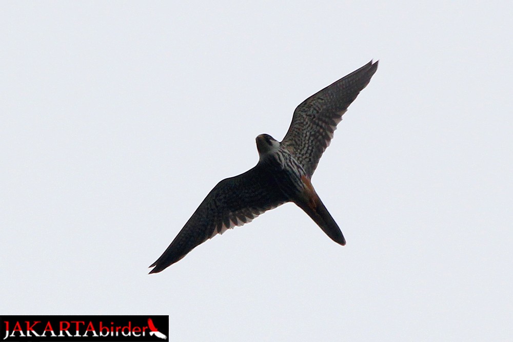 Eurasian Hobby - ML205778871