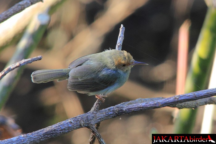 Olive-backed Tailorbird - Khaleb Yordan