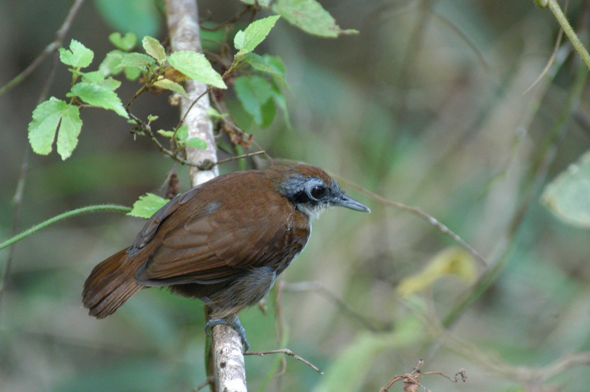 Bicolored Antbird - John Innes