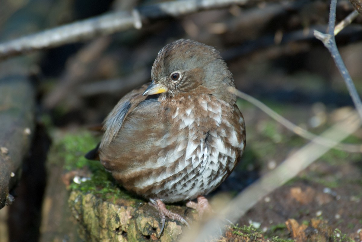 Fox Sparrow (Sooty) - ML205779181