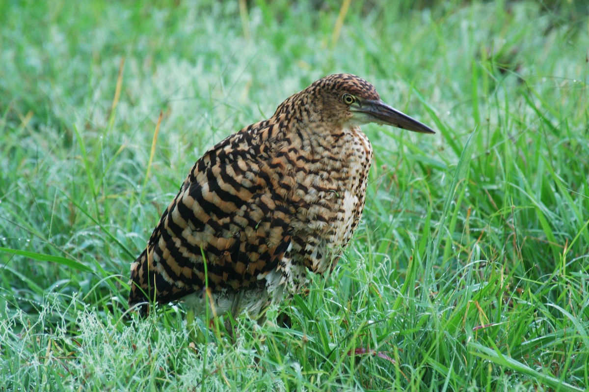 Rufescent Tiger-Heron - ML205779191