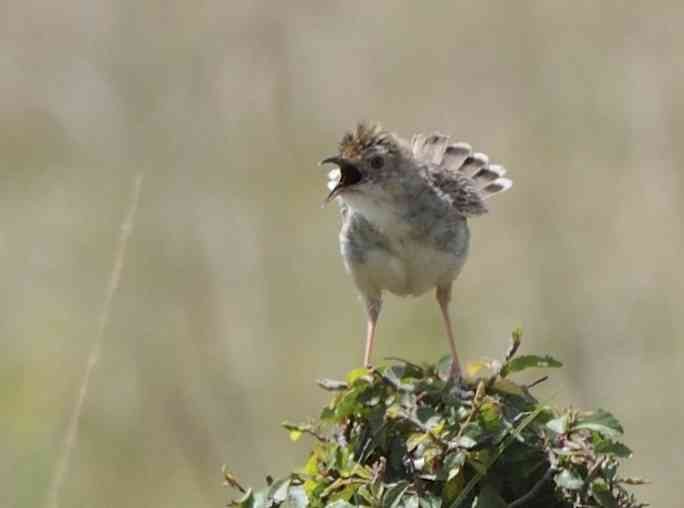 Rattling Cisticola - ML205779201