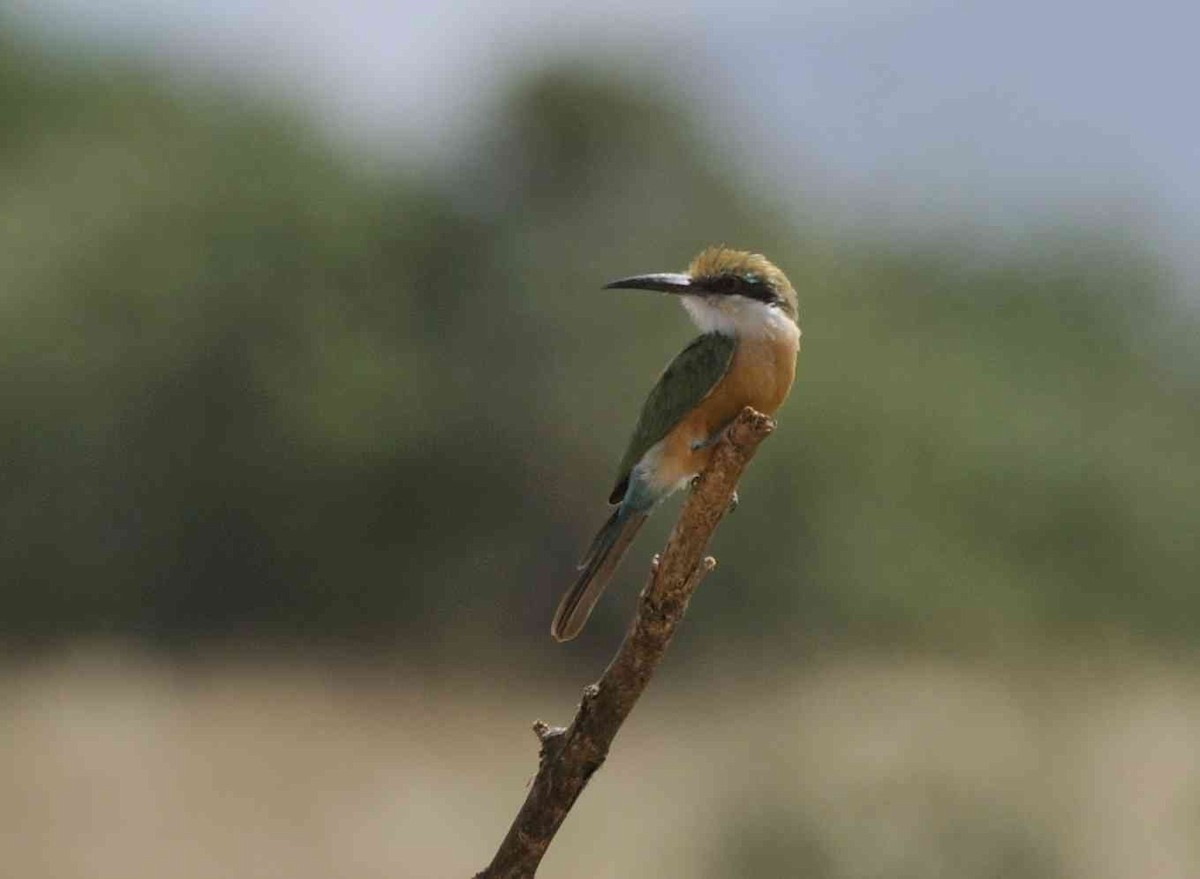 Somali Bee-eater - John Innes