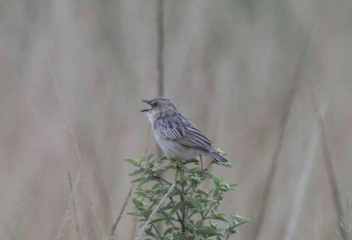 Croaking Cisticola - John Innes