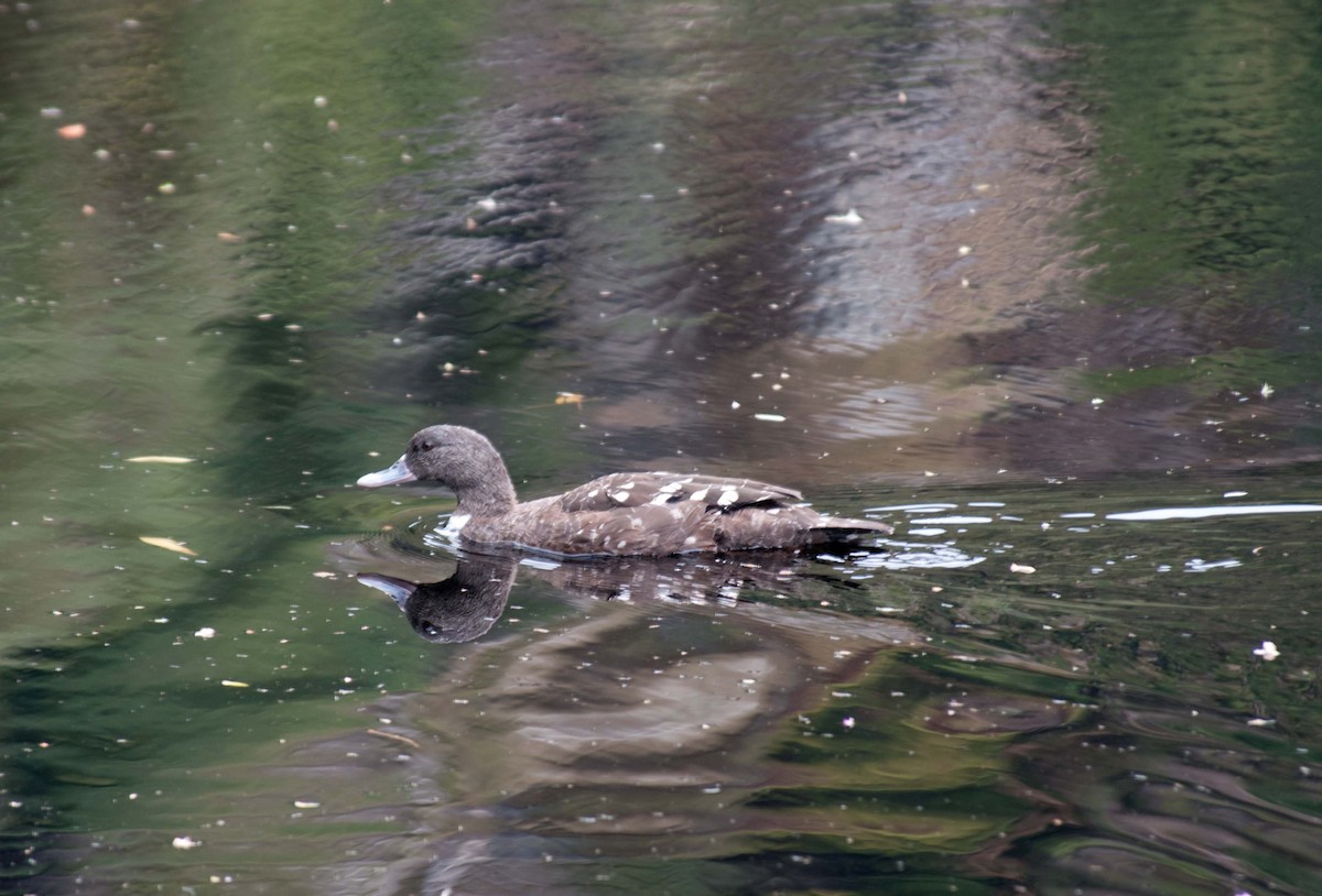 African Black Duck - ML205779271