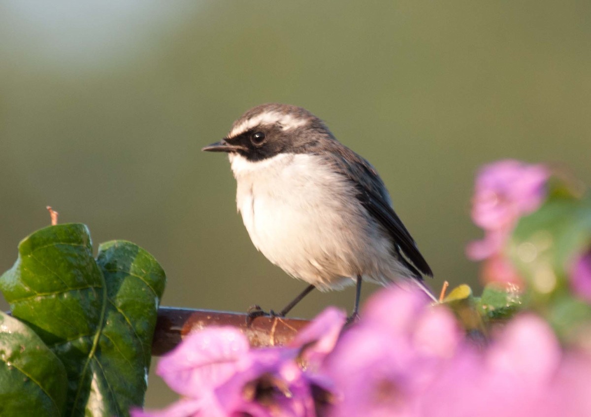 Gray Bushchat - ML205779281