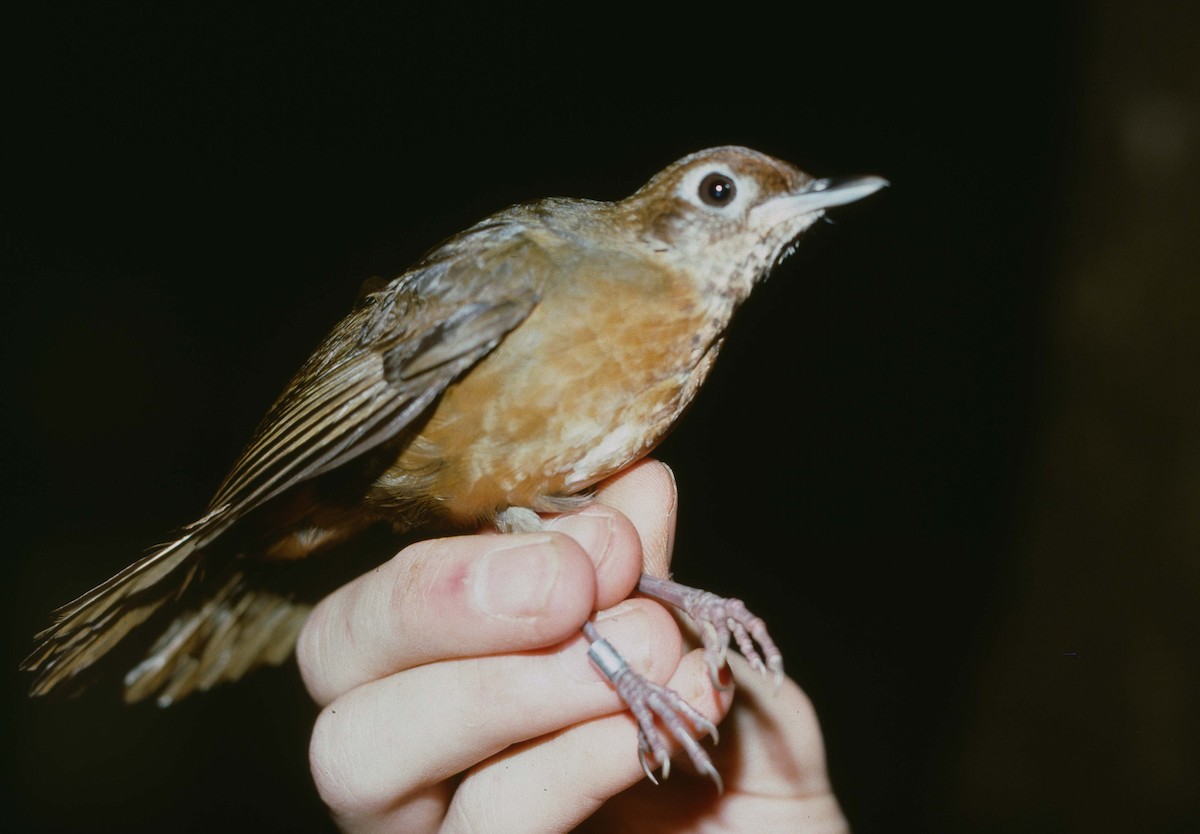 Spot-throat - ML205779301