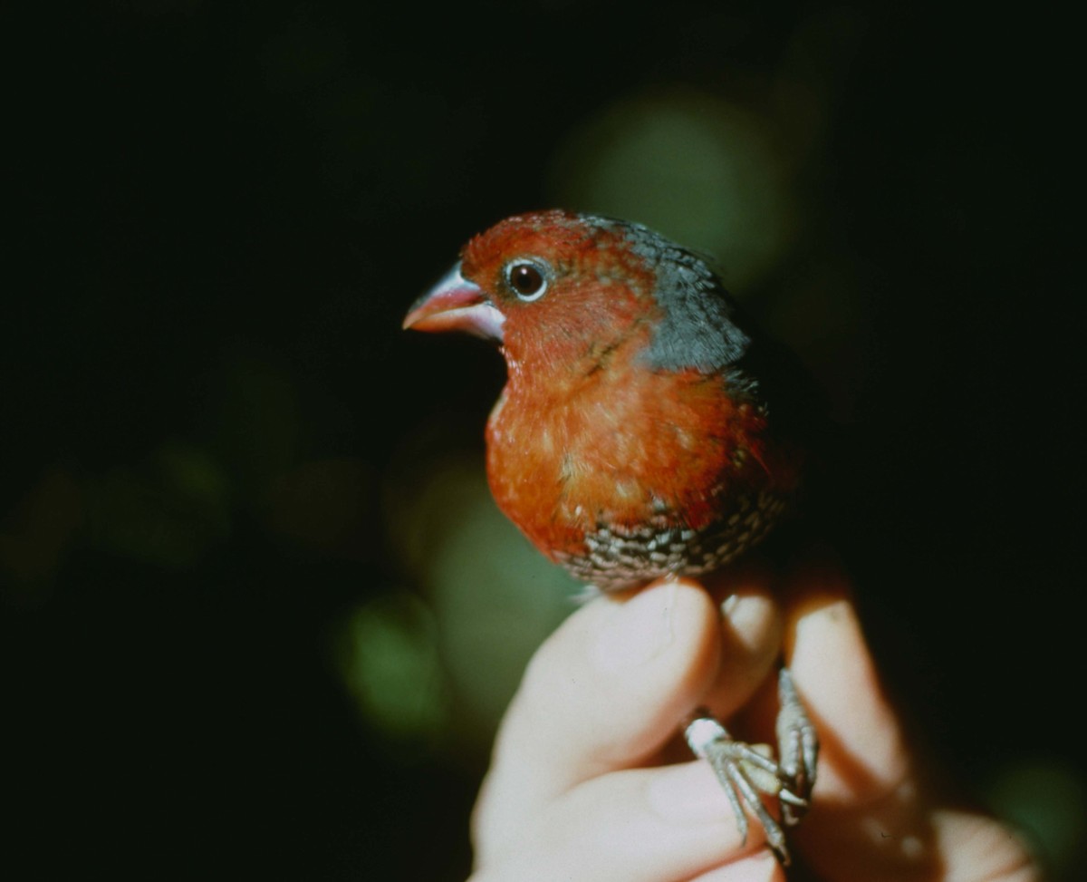 Red-headed Bluebill - ML205779311