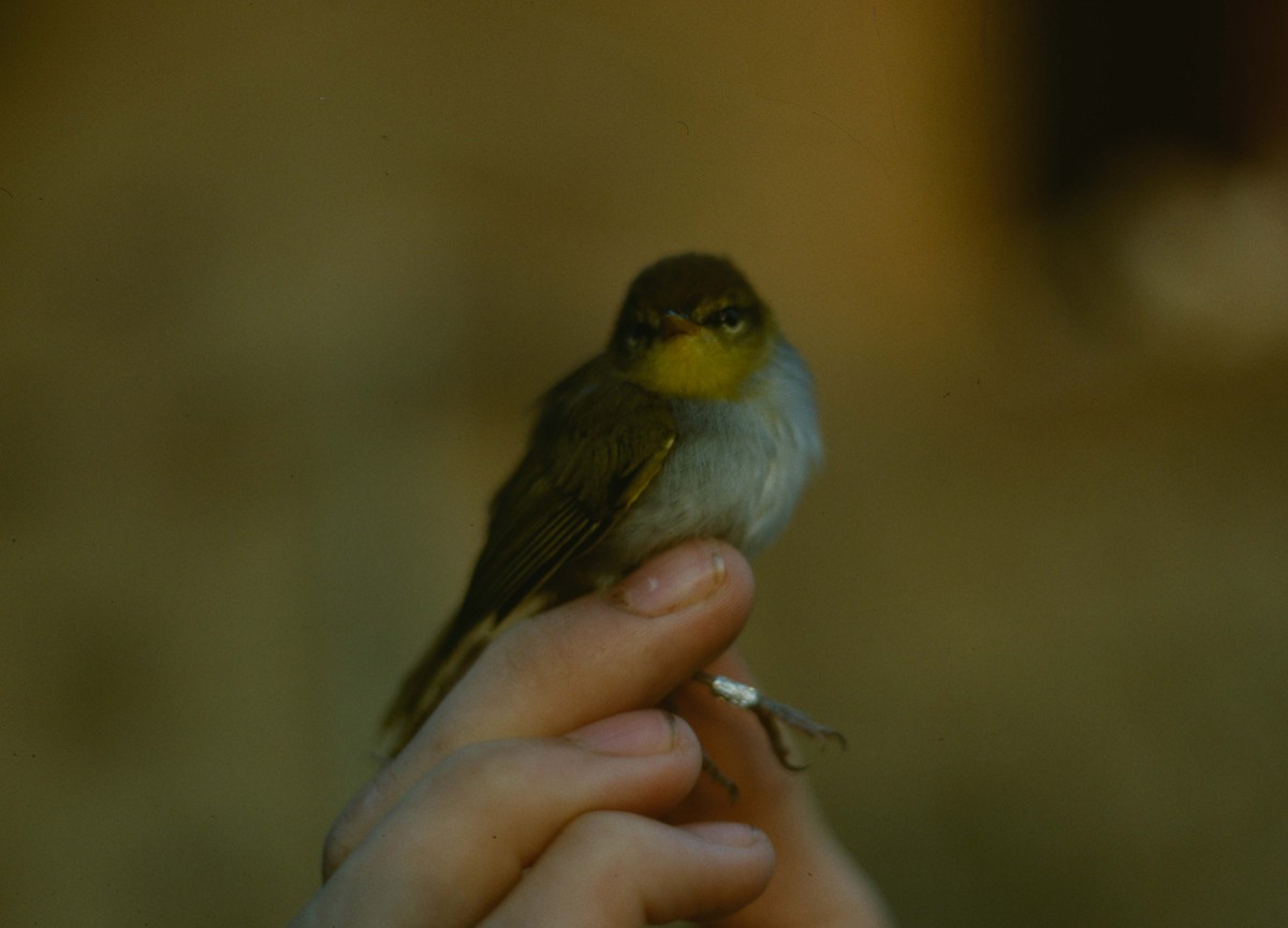 Yellow-throated Woodland-Warbler - ML205779321