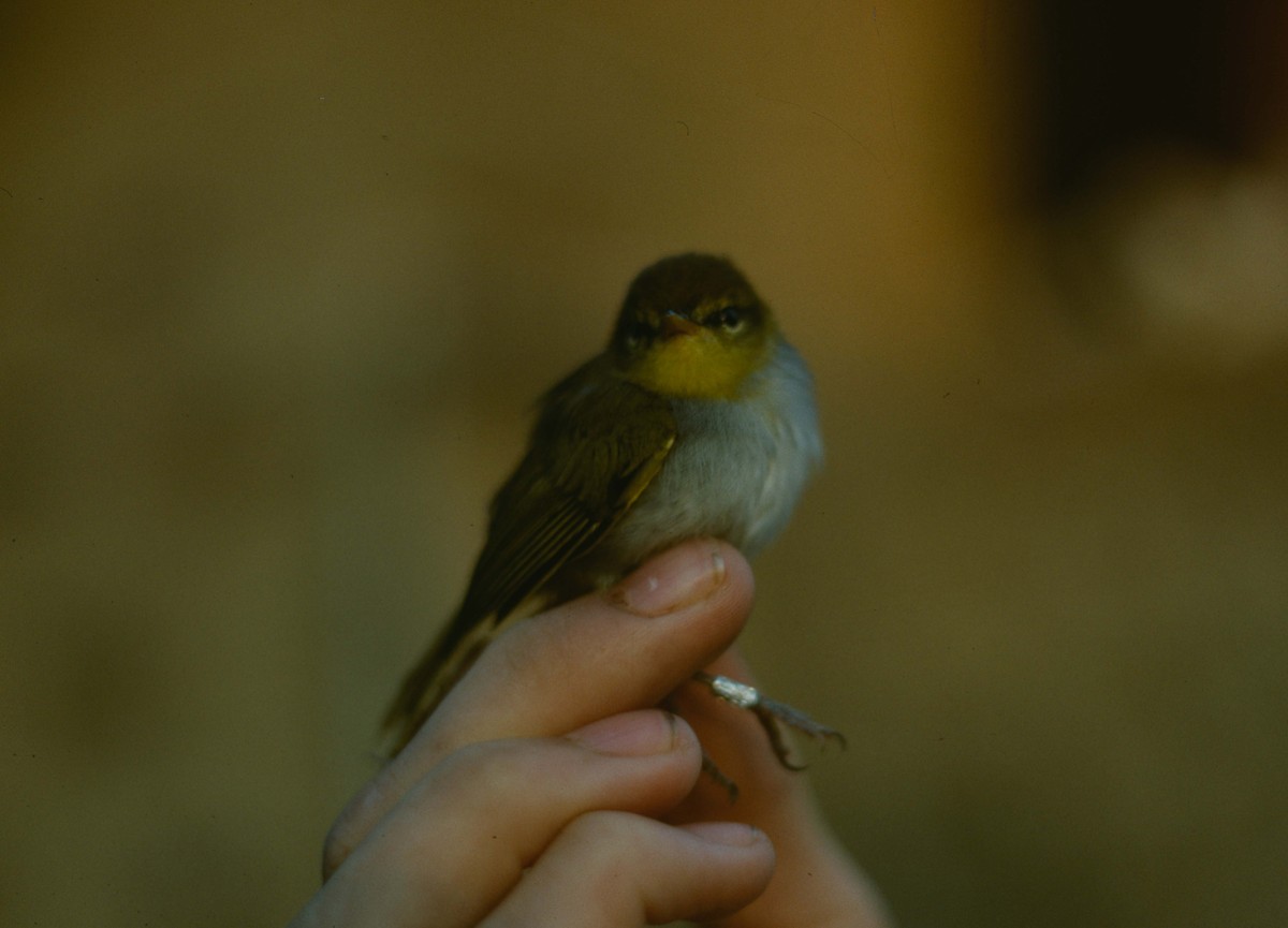 Yellow-throated Woodland-Warbler - John Innes