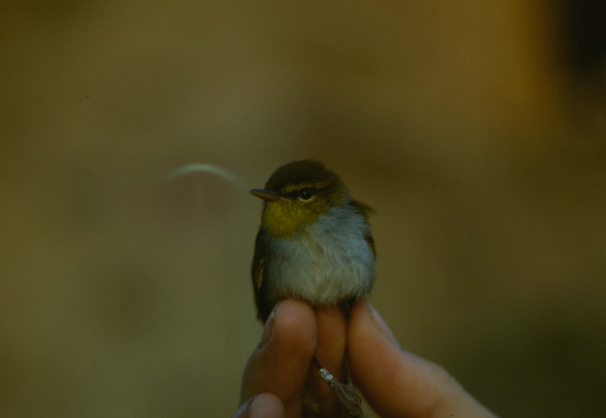 Yellow-throated Woodland-Warbler - ML205779331